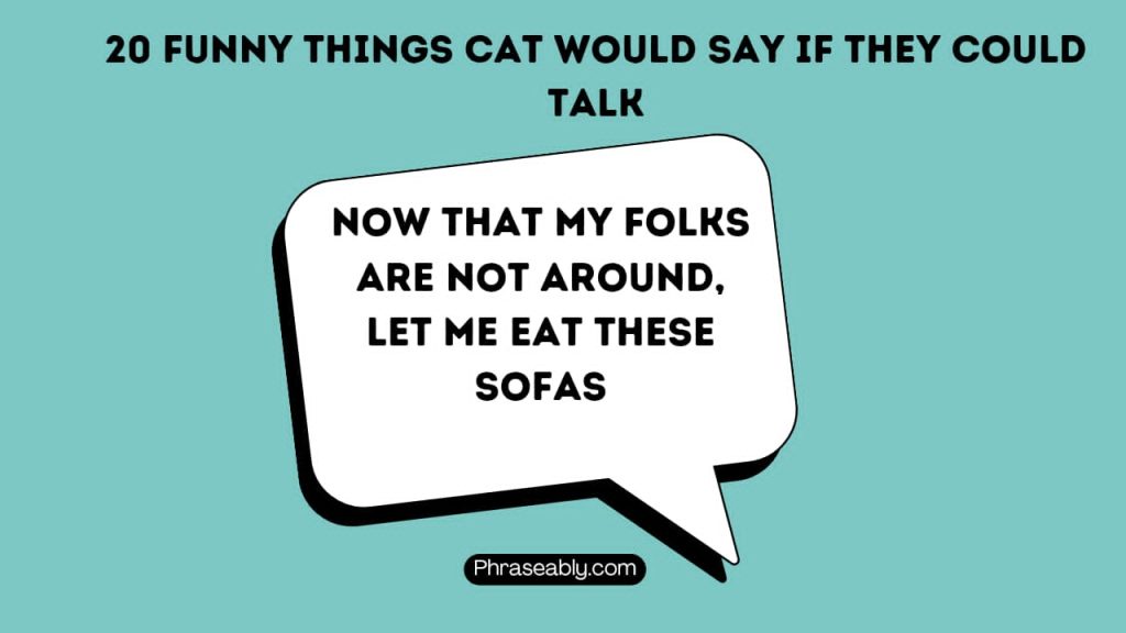 Funny Things Cat Would Say if They Could Talk