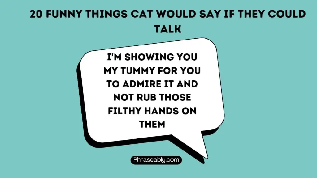 Funny Things Cat Would Say if They Could Talk