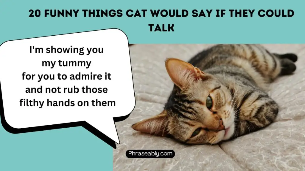 Funny Things Cats Would Say if They Could Talk 